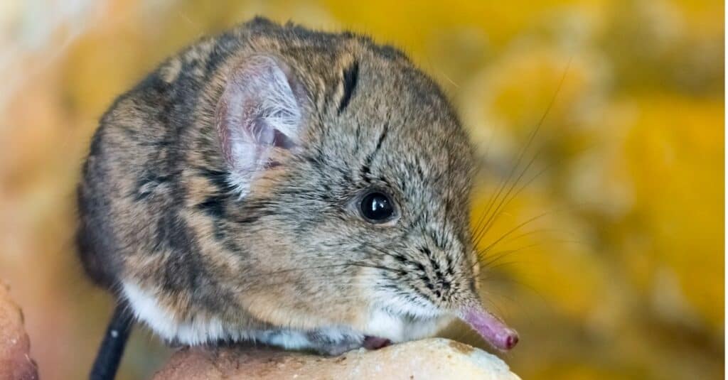 7 animali con il naso grande (e perché li hanno)
