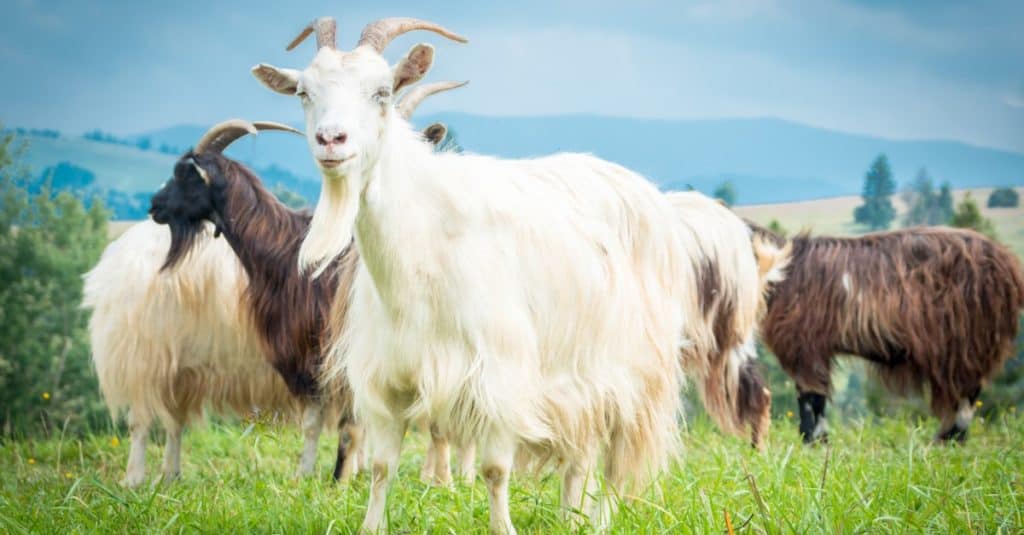Gregge di capre Cashmere al pascolo.