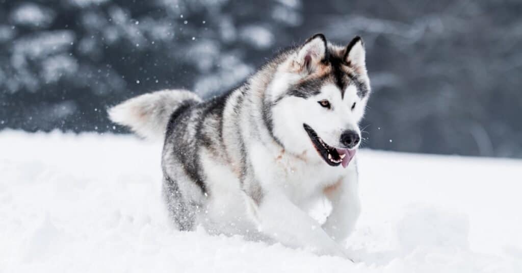 Razze di cani grigi