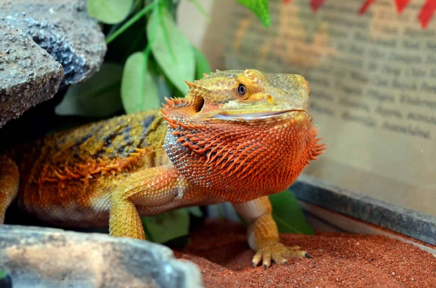 Il drago barbuto centrale (Pogona vitticeps), noto anche come drago barbuto dell'entroterra