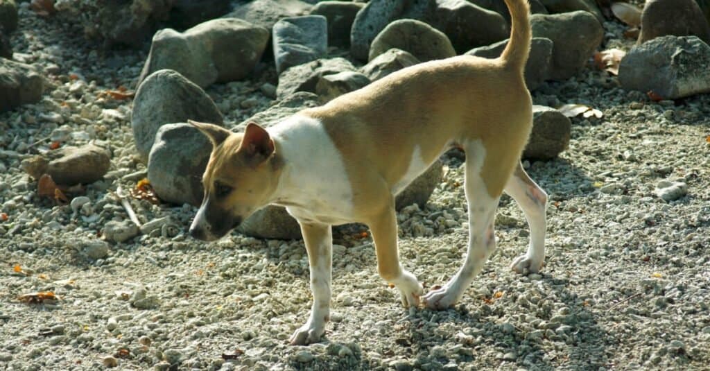 Razze rare di cani - Telomian