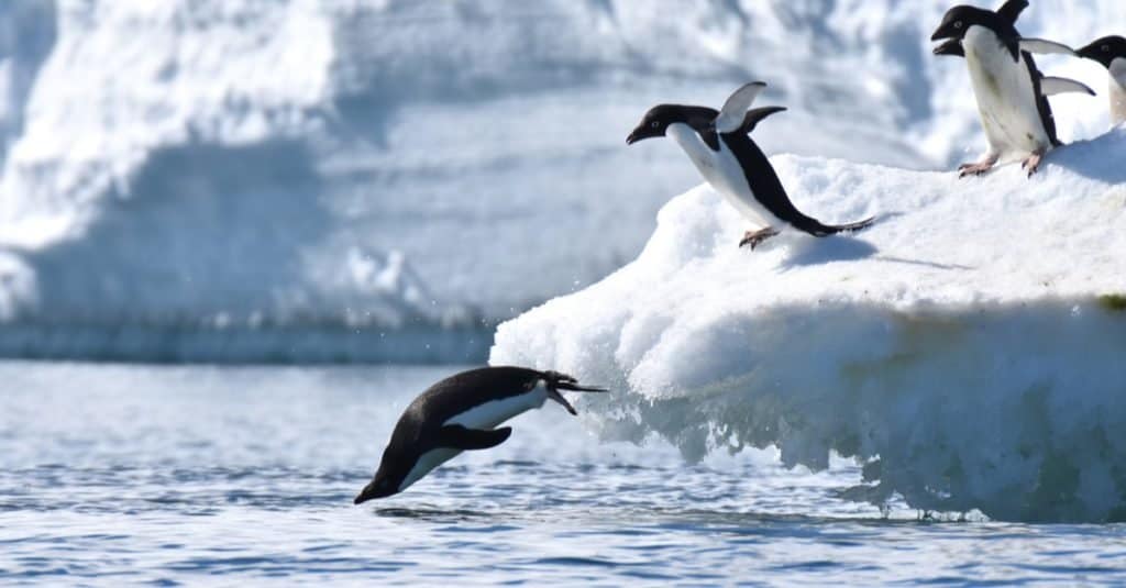 Gli animali più felici: il pinguino