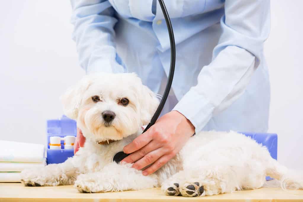 9 motivi per cui il tuo cane ha conati di vomito e cosa fare al riguardo
