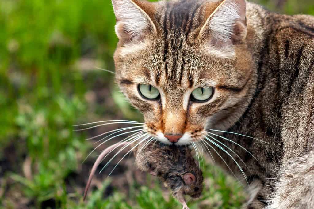 Il gatto sta dando la caccia a un topo.  Il gatto tiene un topo tra i denti.