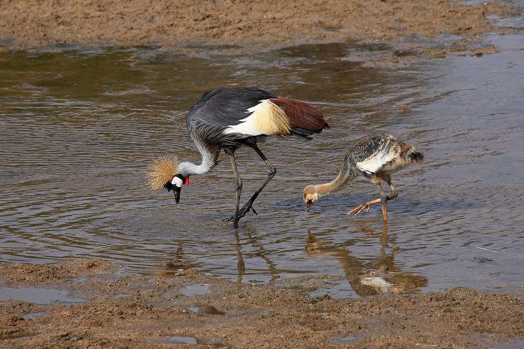 Gru coronata grigia (Balearica regulorum), adulto e pulcino in acqua, Parco Nazionale di Tarangire, Tanzania, Africa orientale