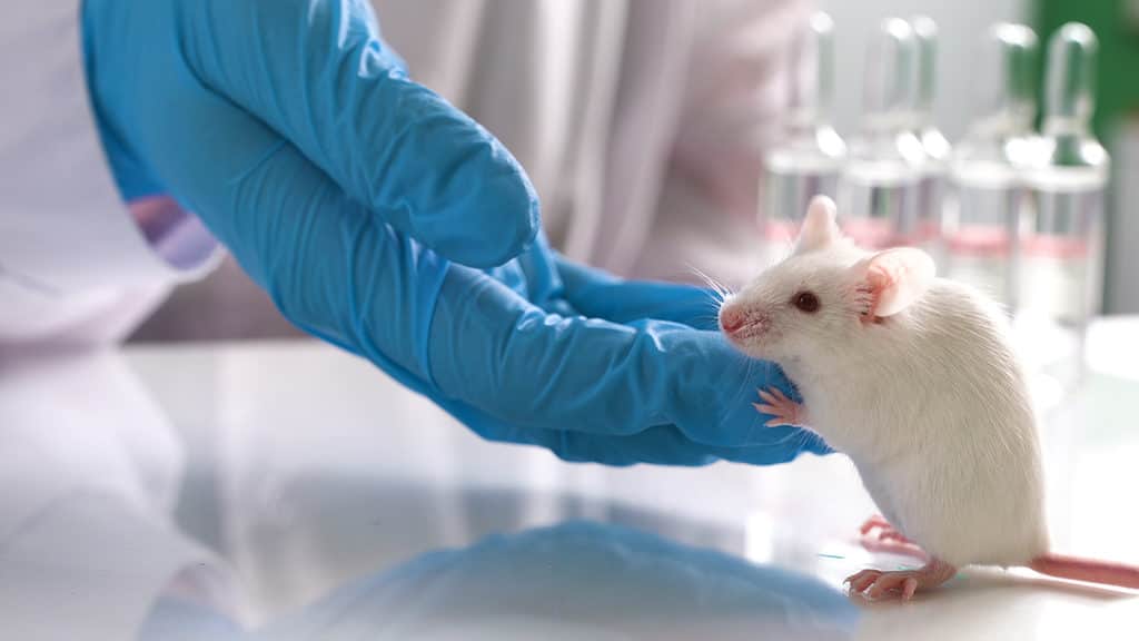 Animali transgenici: 9 animali che sono stati geneticamente modificati
