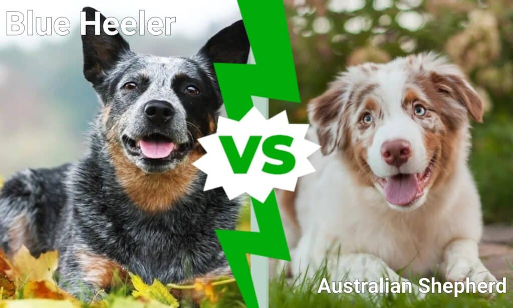 Heeler blu contro pastore australiano