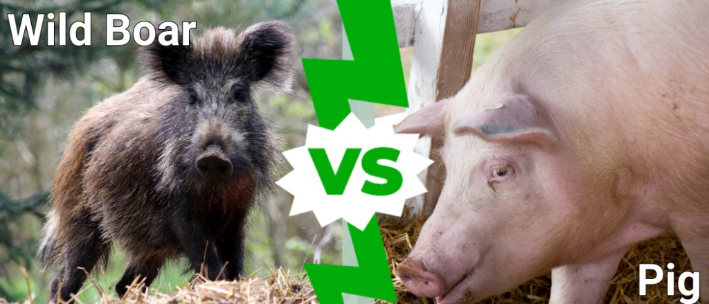 Cinghiale contro maiale