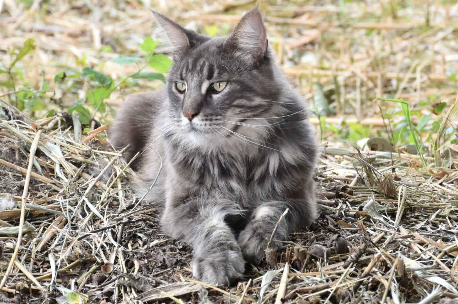 gatto maschio blue tabby maine coon
