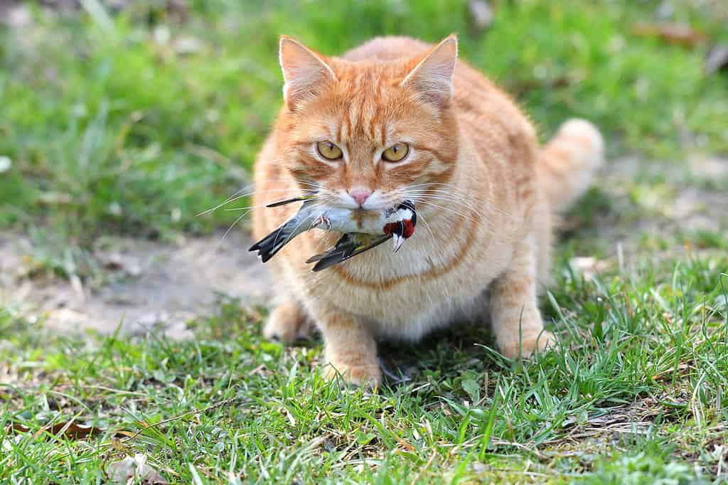 Il gatto gioca con la preda