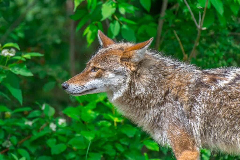 Coywolf – Coyote Wolf Mix: tutto quello che devi sapere su questo ibrido
