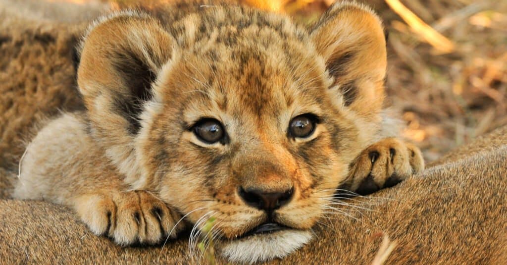 Cucciolo di leone - un cucciolo di leone