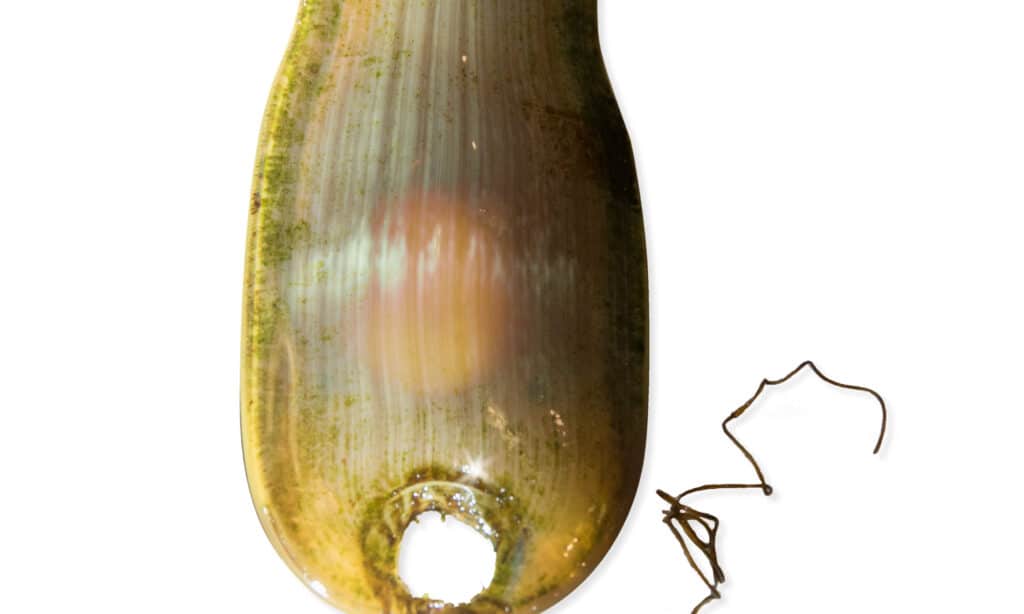 uovo di squalo