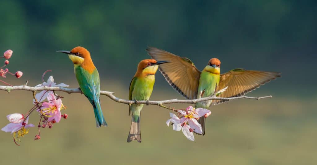  Gli uccelli sono mammiferi?  Spiegare la loro classificazione degli animali

