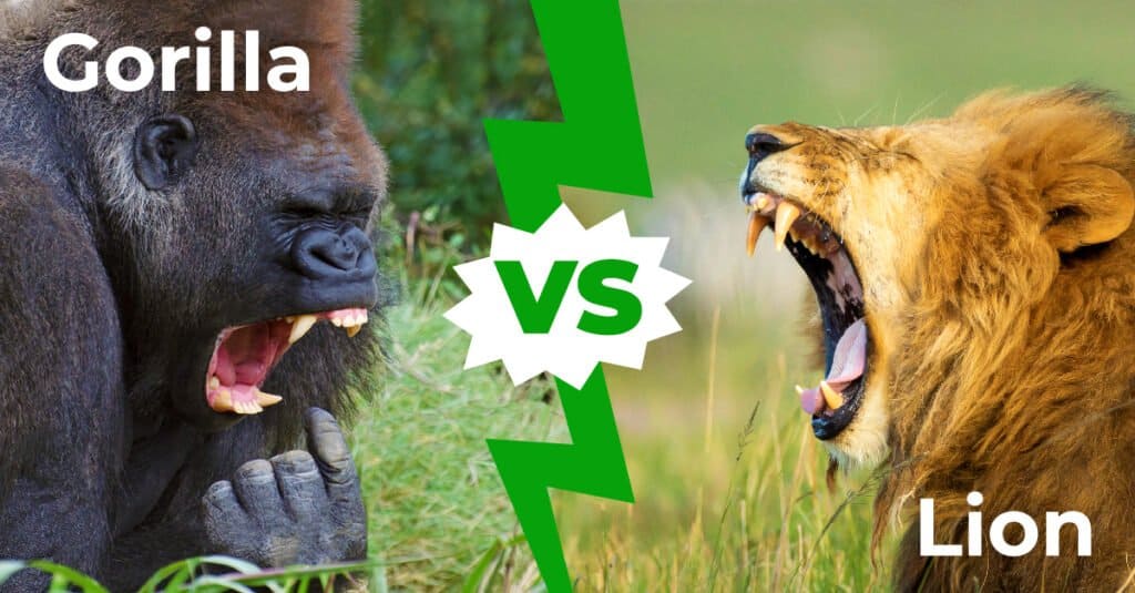 gorilla contro leone
