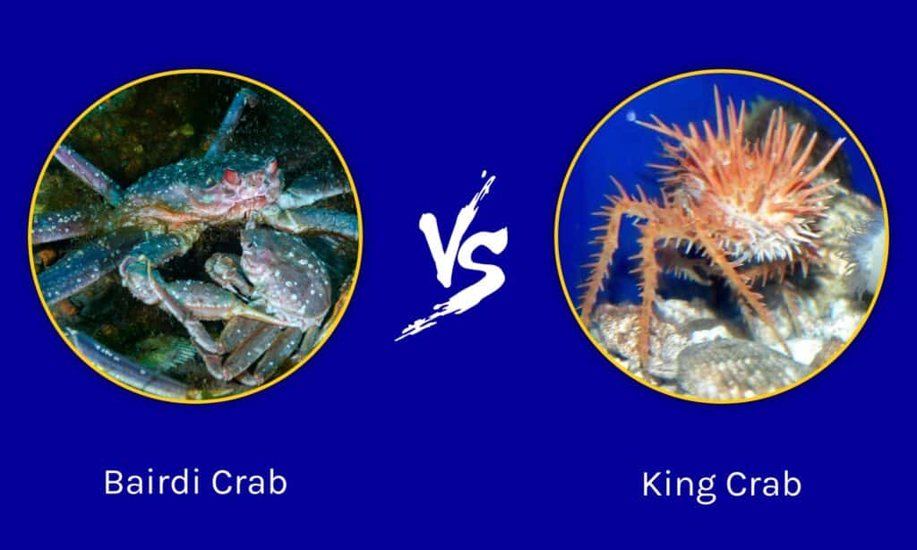 Granchio Bairdi vs Granchio Reale: quali sono le 6 differenze chiave?
