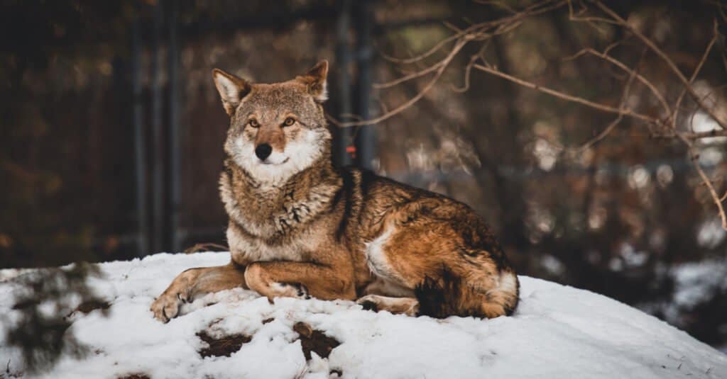 L'animale più raro è il lupo rosso