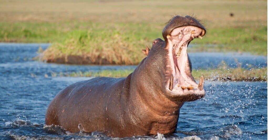 Animali con la pelle più dura
