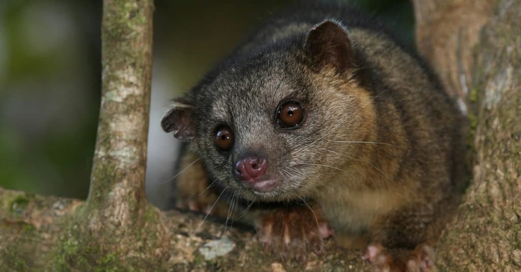 Gli animali più felici: Kinkajou