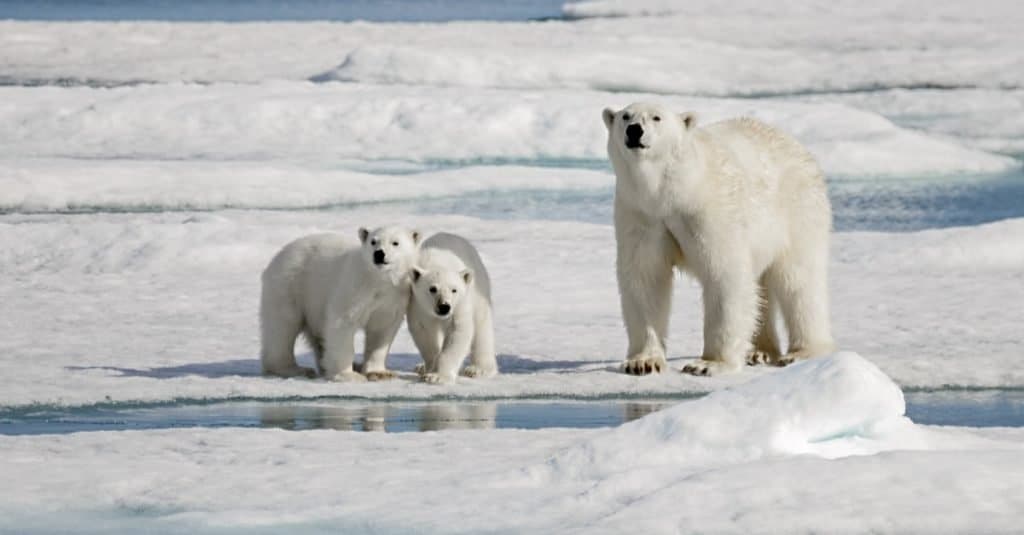 Animali più pesanti: orso polare