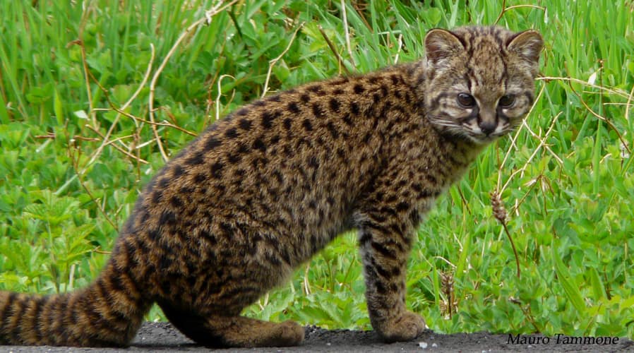 Leopardo guigna