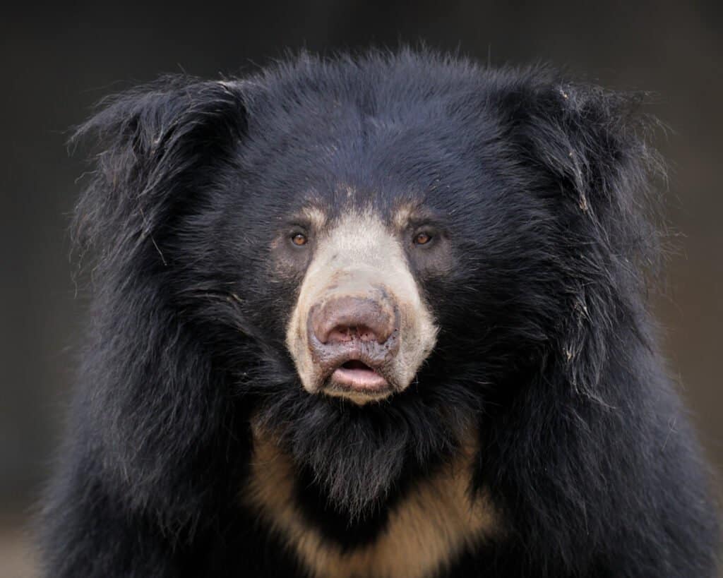 Orso bradipo 