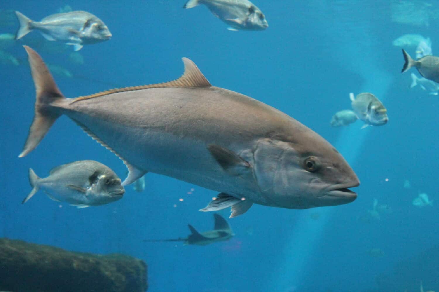 tonno che nuota nell'oceano sott'acqua noto come tonno rosso, tonno rosso dell'Atlantico (Thunnus Thynnus), tonno rosso settentrionale, tonno rosso gigante o tonno - foto d'archivio, fotografia d'archivio, immagine immagine