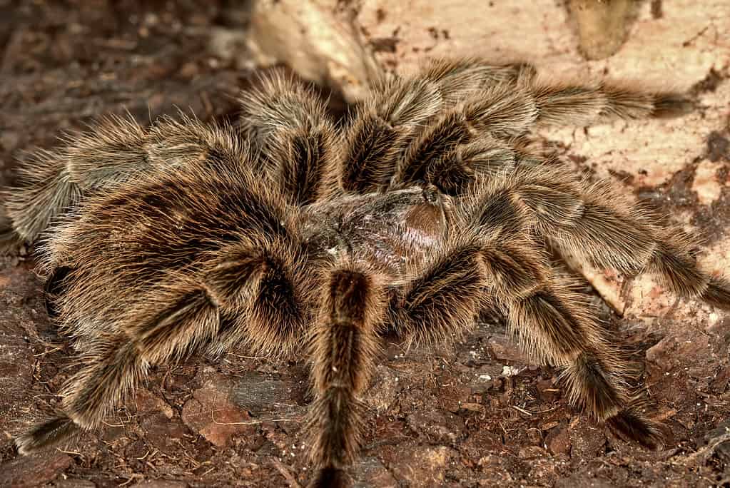 Tarantola rossa fulva gigante brasiliana