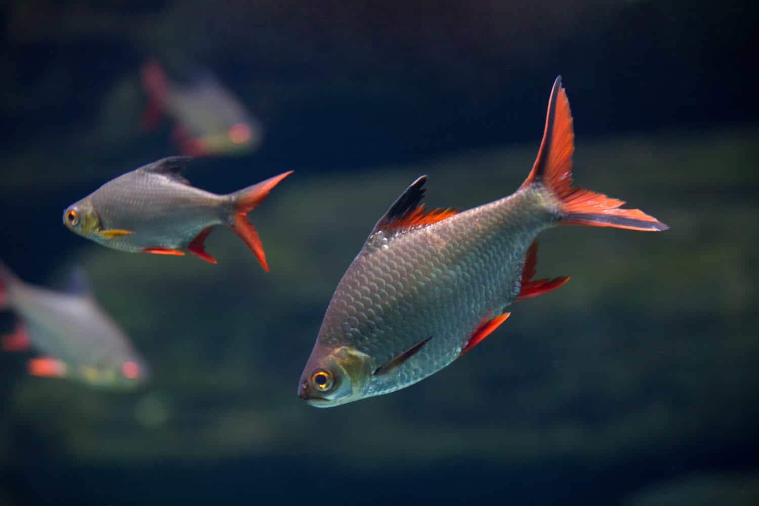 Barbonymus altus - Barbo di stagnola dalla coda rossa in acquario d'acqua dolce