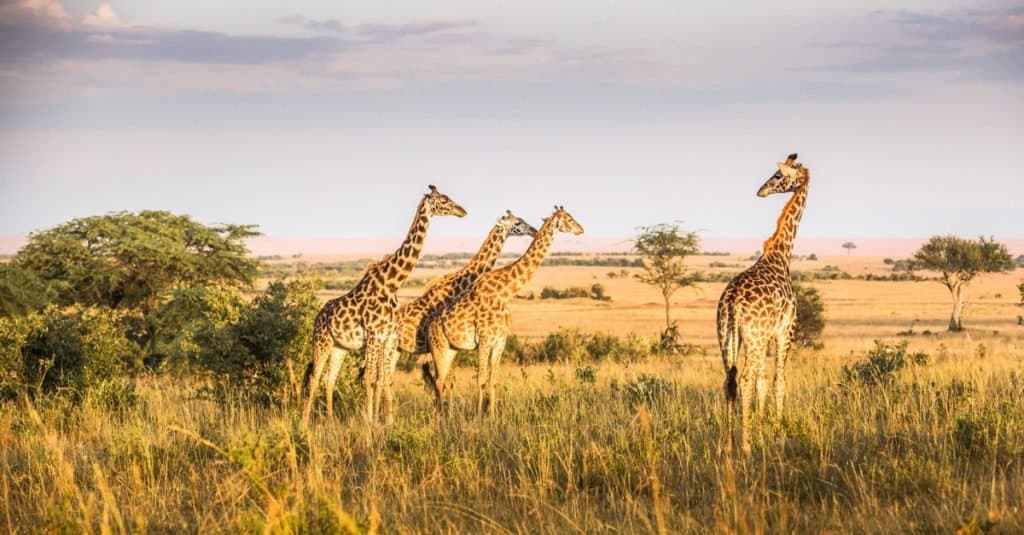 Gli animali più stupidi del mondo: la giraffa