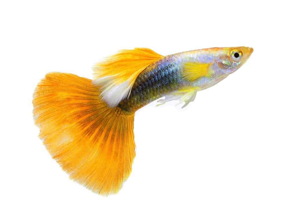Pesce Guppy isolato su sfondo bianco