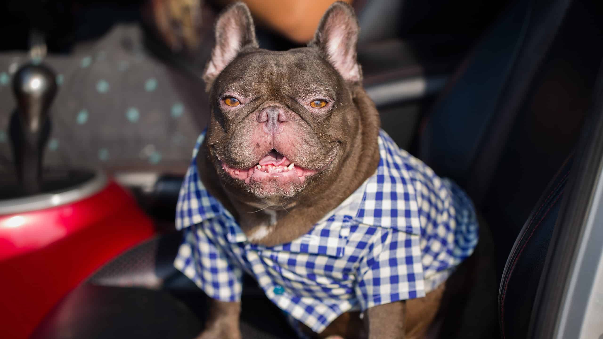 bulldog francese al cioccolato