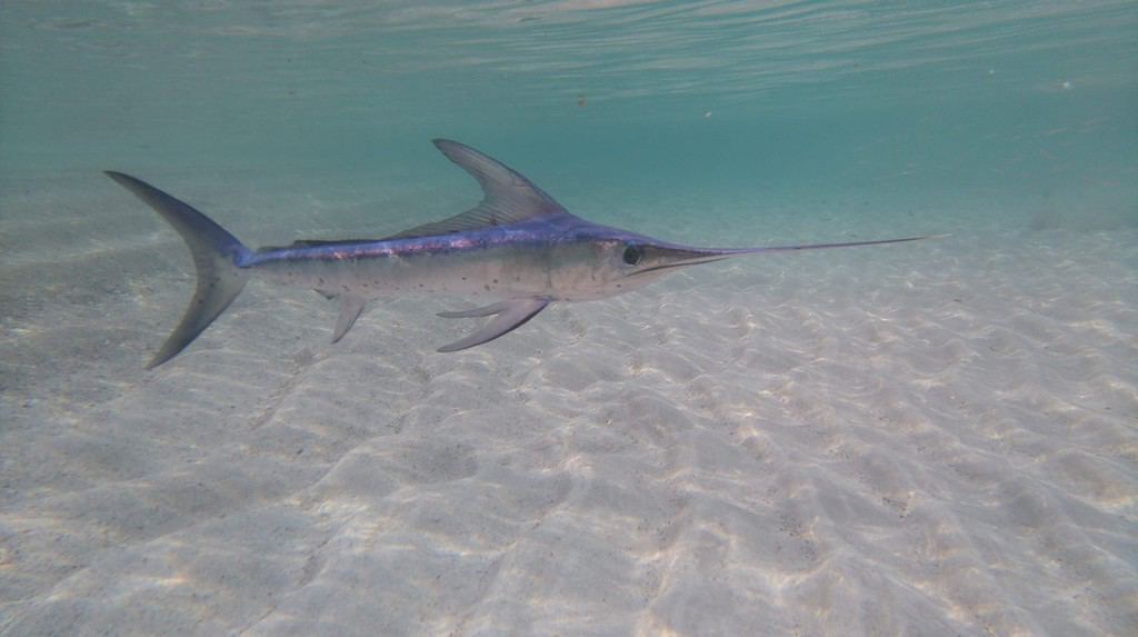 Pesce spada sulla spiaggia