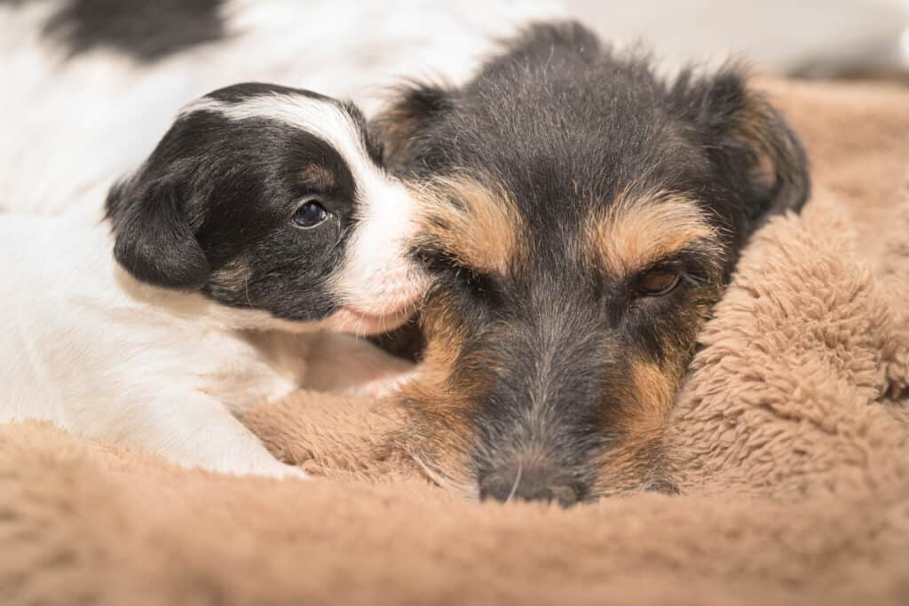 cane che si strofina la mamma