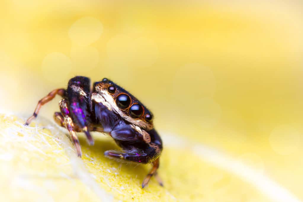 Ragno saltatore viola e oro