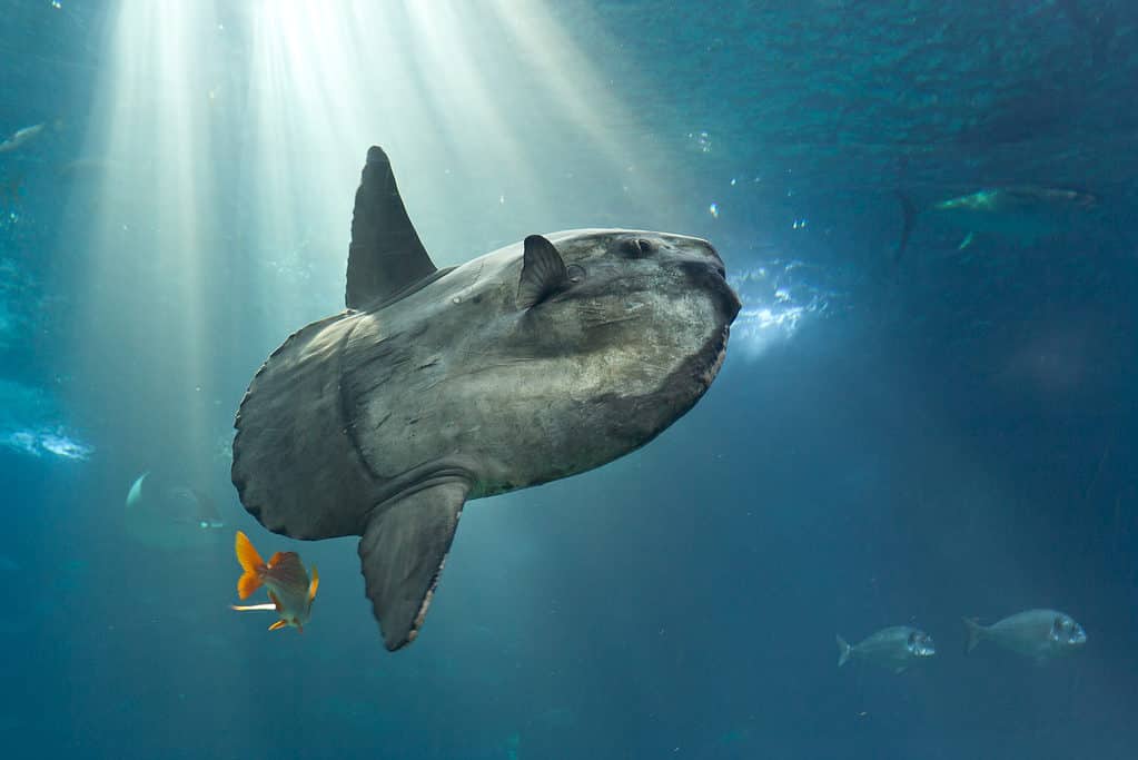 Un pesce luna d'acqua salata da record mondiale è stato recentemente scoperto vicino alle Azzorre.