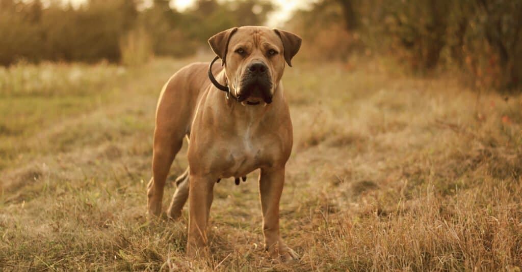 Le 15 razze canine più pericolose nel 2024
