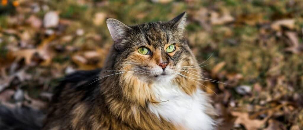 Sono gatti mammiferi