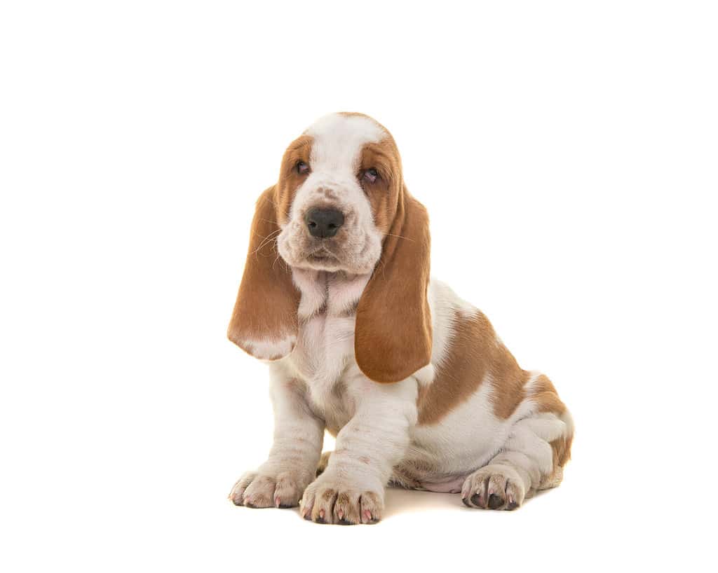 Cucciolo di basset hound bianco e marrone chiaro seduto guardando la telecamera isolata su uno sfondo bianco
