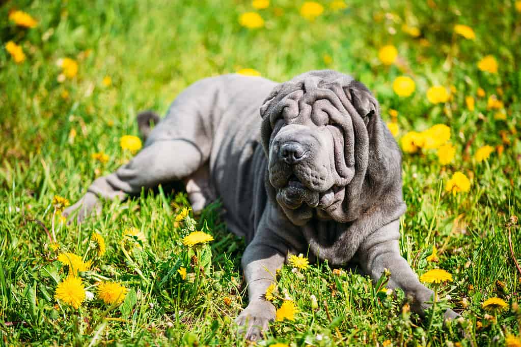 Cane blu Shar Pei nell'erba verde nel parco all'aperto.