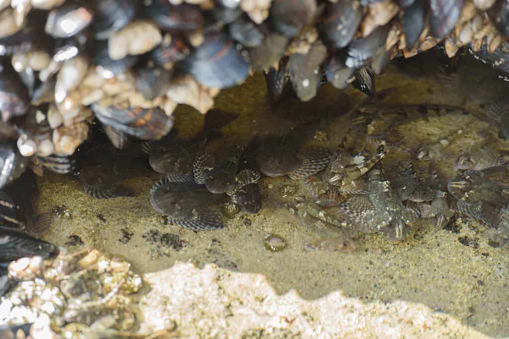 Sculpins in una pozza di marea a Hug Point