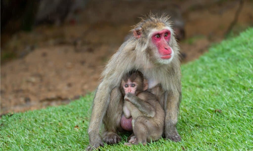 macachi madre e cucciolo