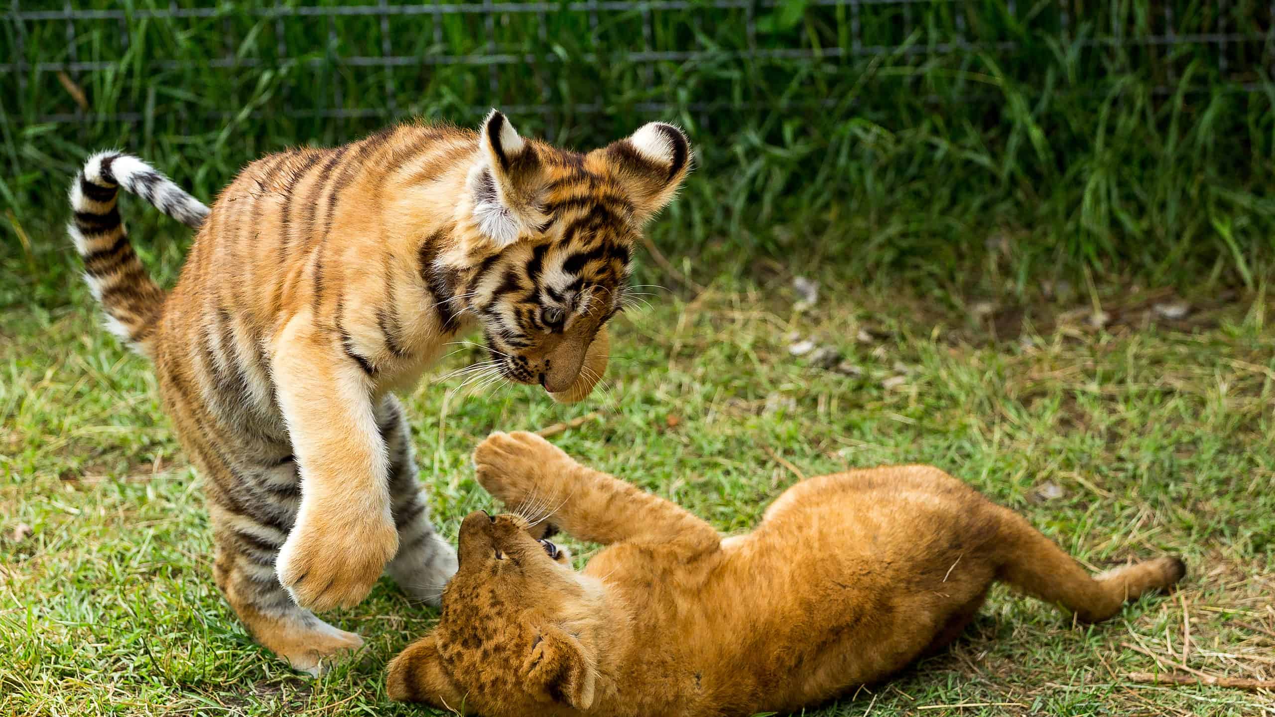 giovane leone che gioca con il cucciolo di tigre