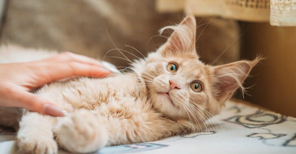 Gattino Maine Coon che guarda l'essere umano