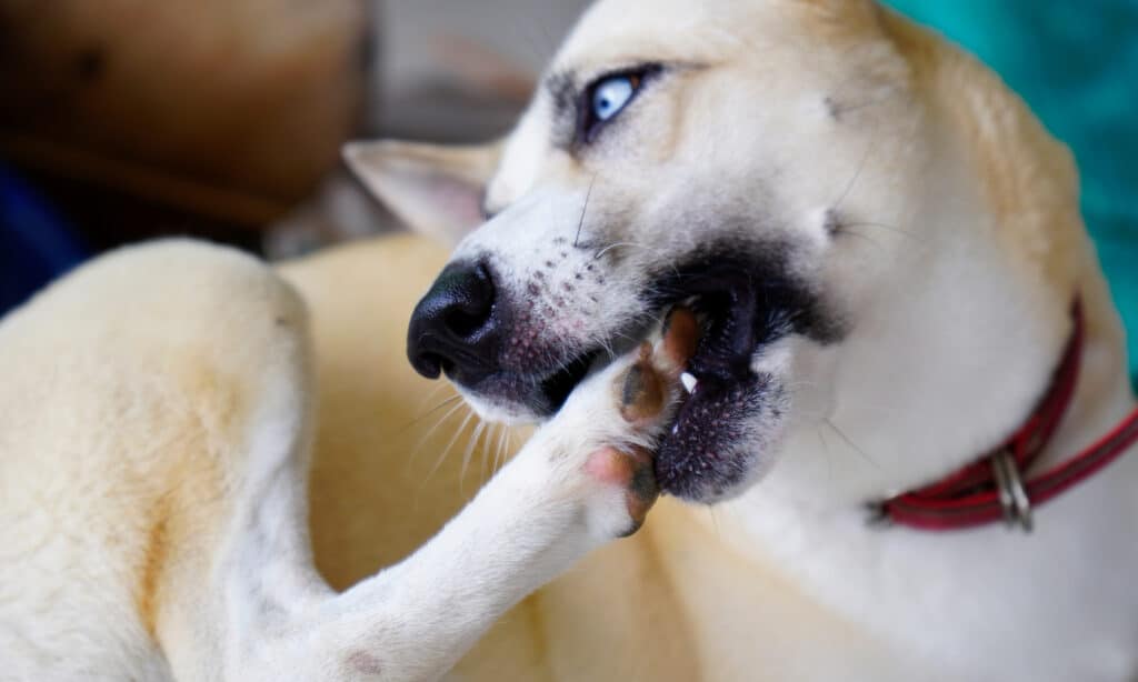 Un grosso cane con gli occhi azzurri che si morde il piede