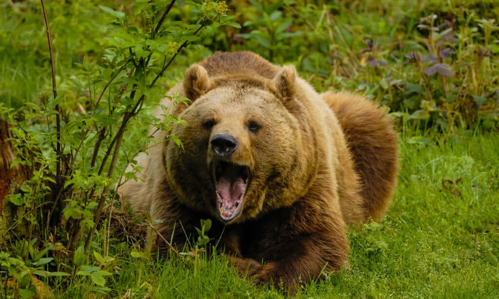 orso bruno