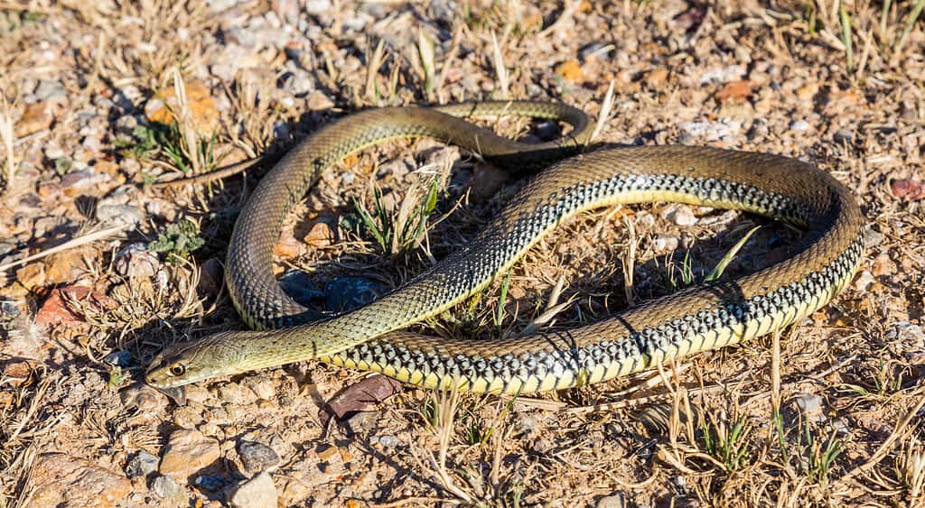 Serpente di Montpellier (Malpolon monspessulanus)