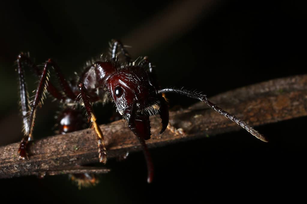 Formica proiettile