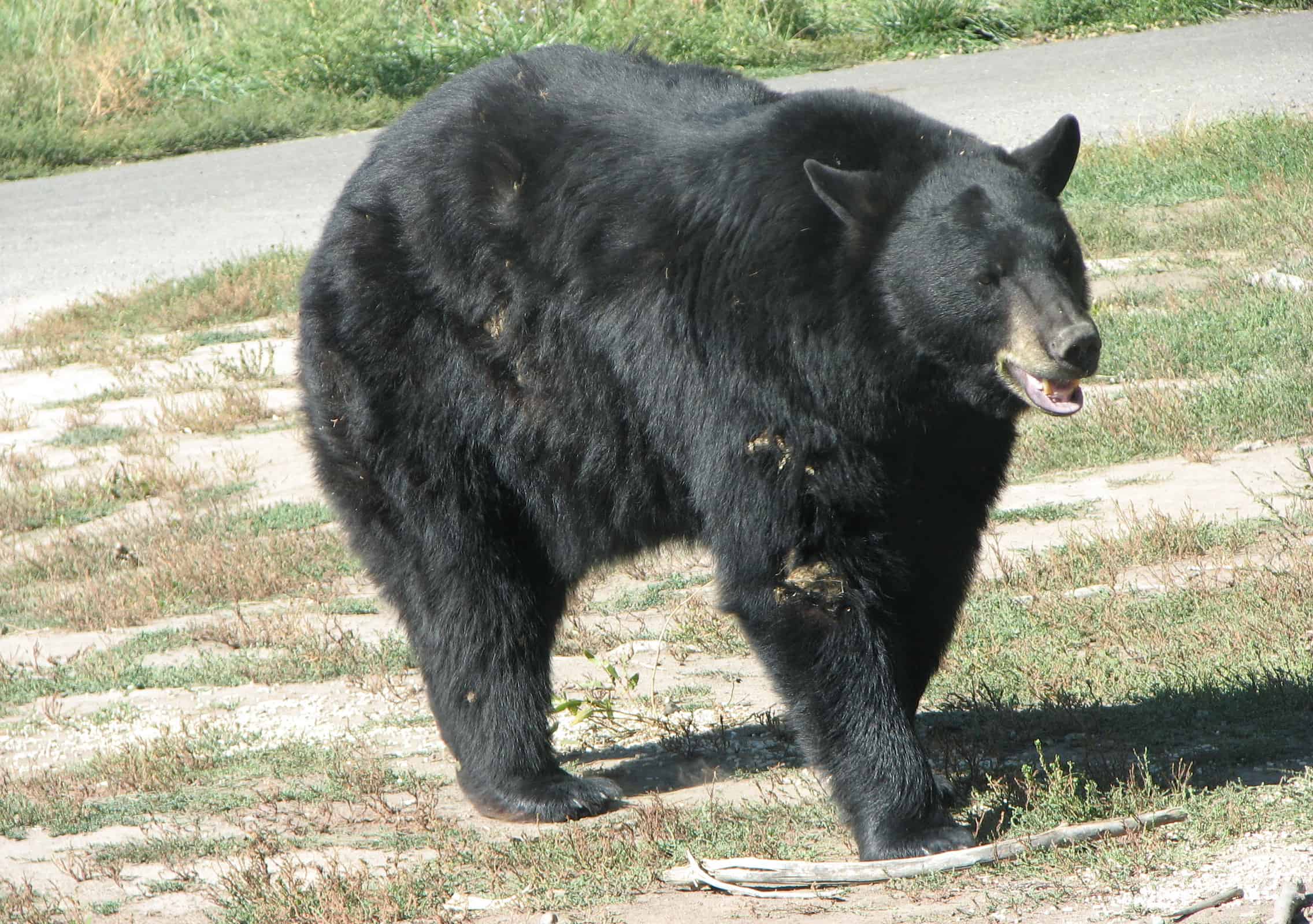 Orso nero americano 