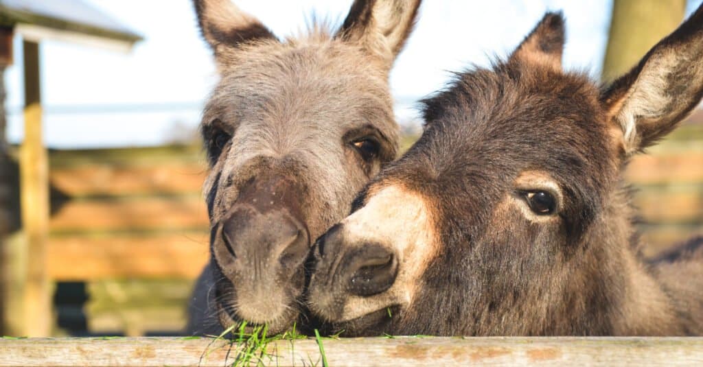 Quali animali sudano?  Ne abbiamo trovati 7 diversi
